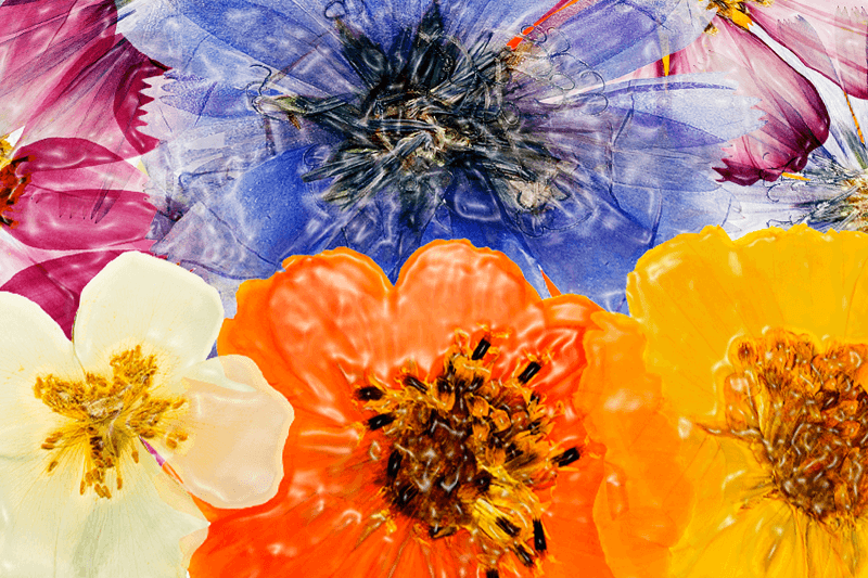 Pressed Flower