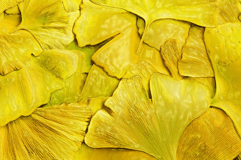 Ginkgo