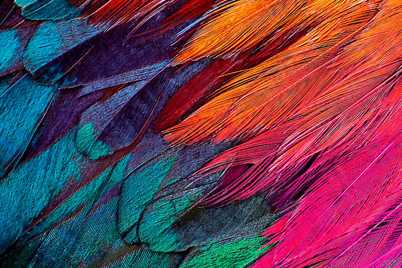 Feather
