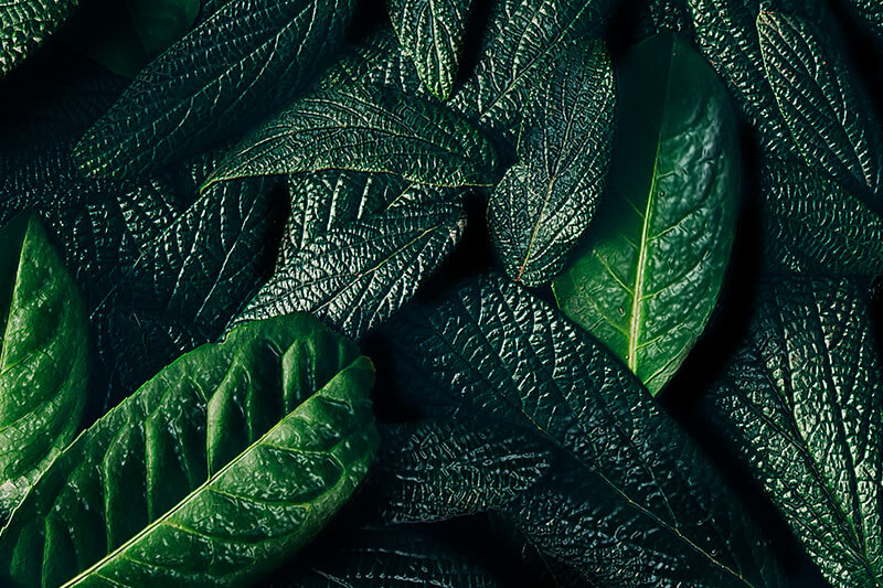 Leaf
