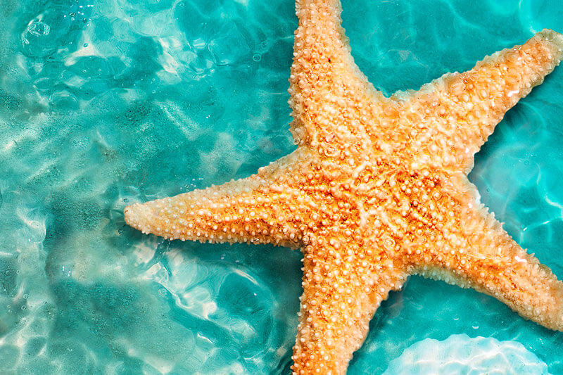 Starfish
